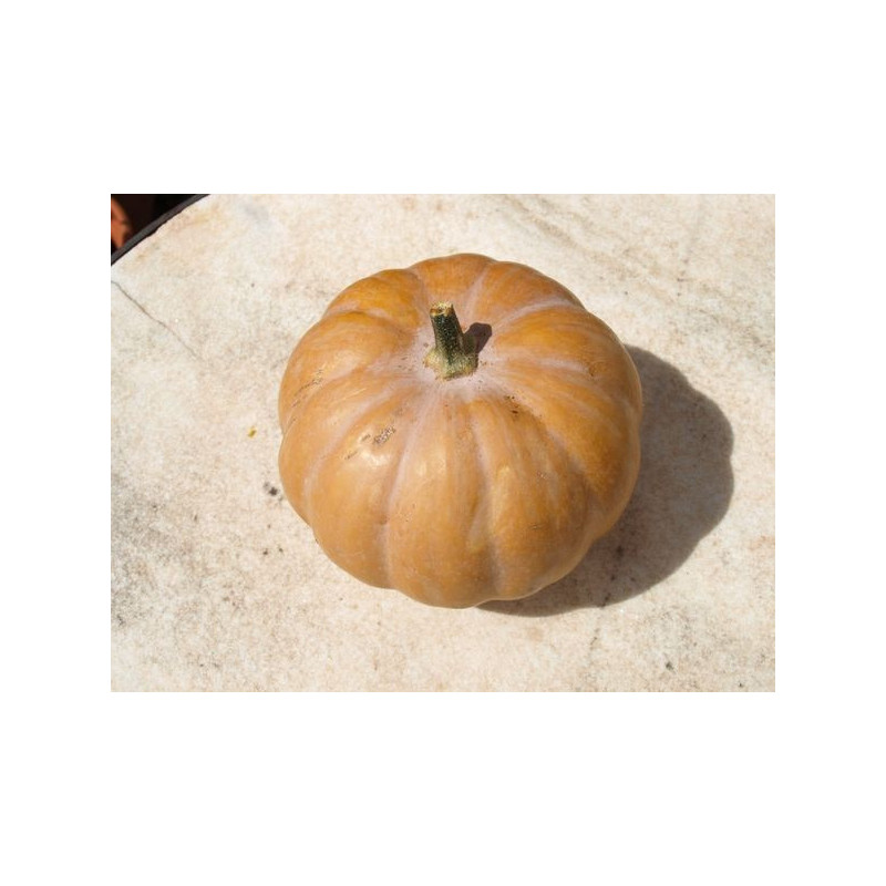 calabaza ojo de oso