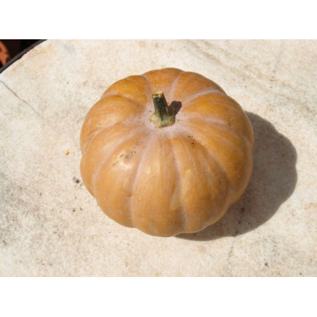 calabaza ojo de oso