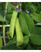 legumbres cultivo sinergico biodinamico