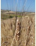 Cereales antiguos cultivo sinergico biodinamico