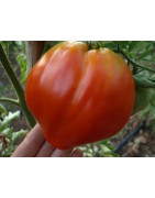 tomates cultivo sinergico biodinamico